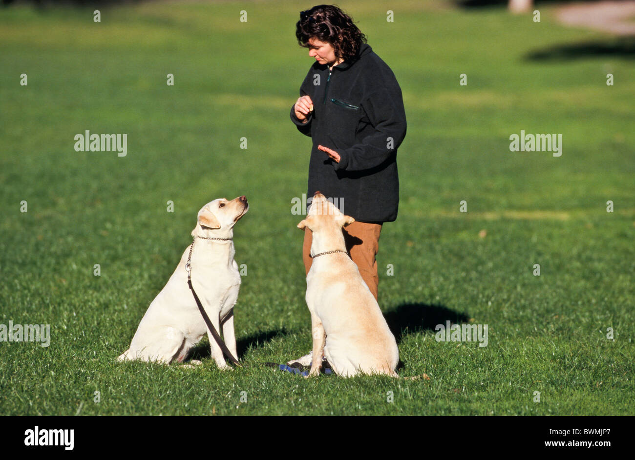 Owner training labrador dogs, Australia Stock Photo - Alamy