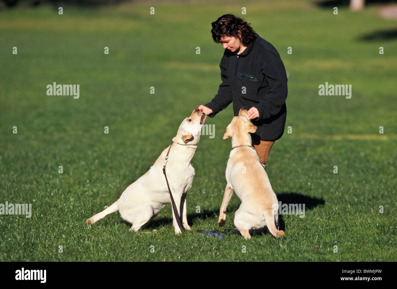 Owner training labrador dogs, Australia Stock Photo Alamy