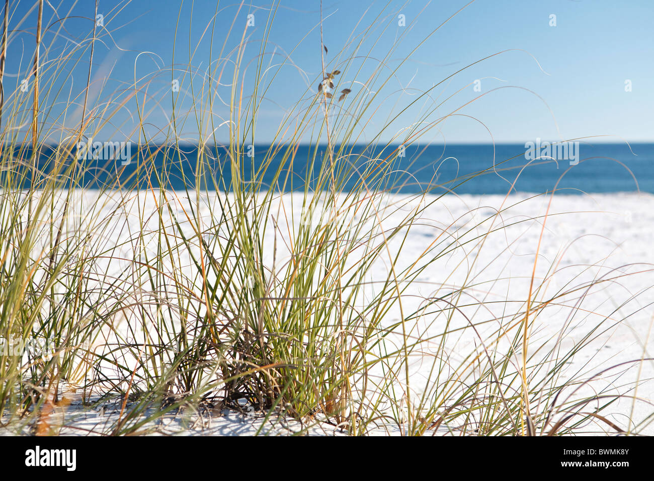 Grass growing out of perfect white sand in the foreground, and ocean waters of the Gulf Coast in the background. Stock Photo