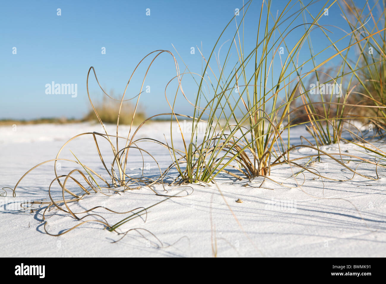 Ground level view of grass growing out of white sand on Florida's Gulf Coast. Stock Photo