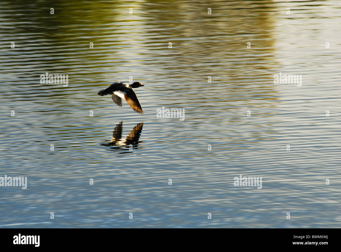 UK Tufted Duck flying over lake Stock Photo