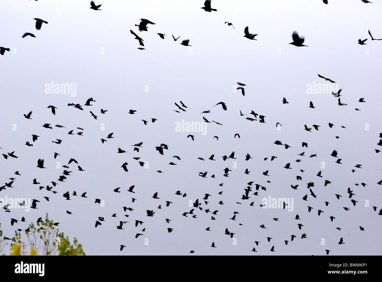 Flock of black crows Stock Photo Alamy
