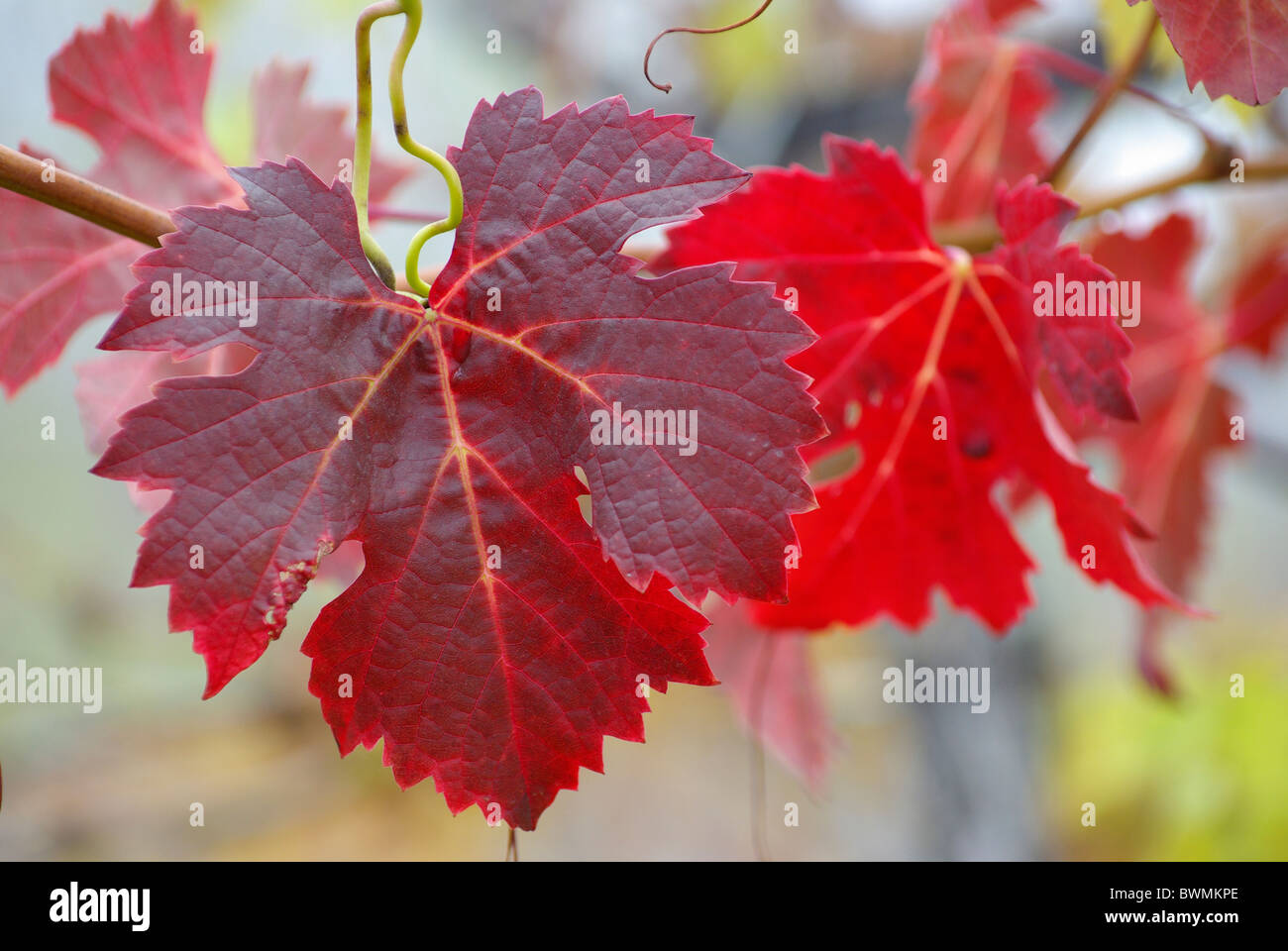 Wine grape hires stock photography and images Alamy