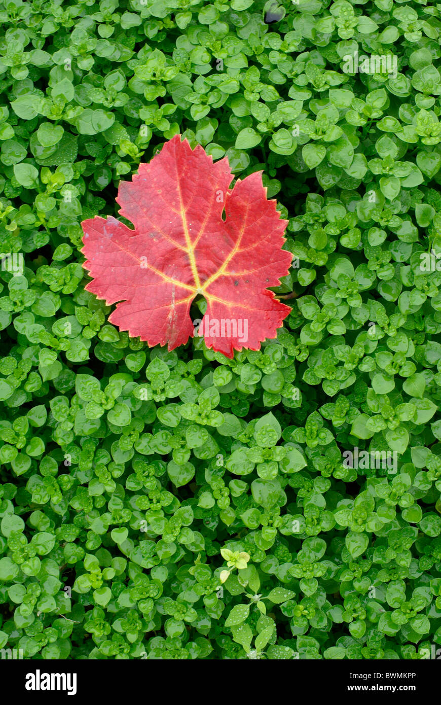 leaf from the vine Stock Photo Alamy