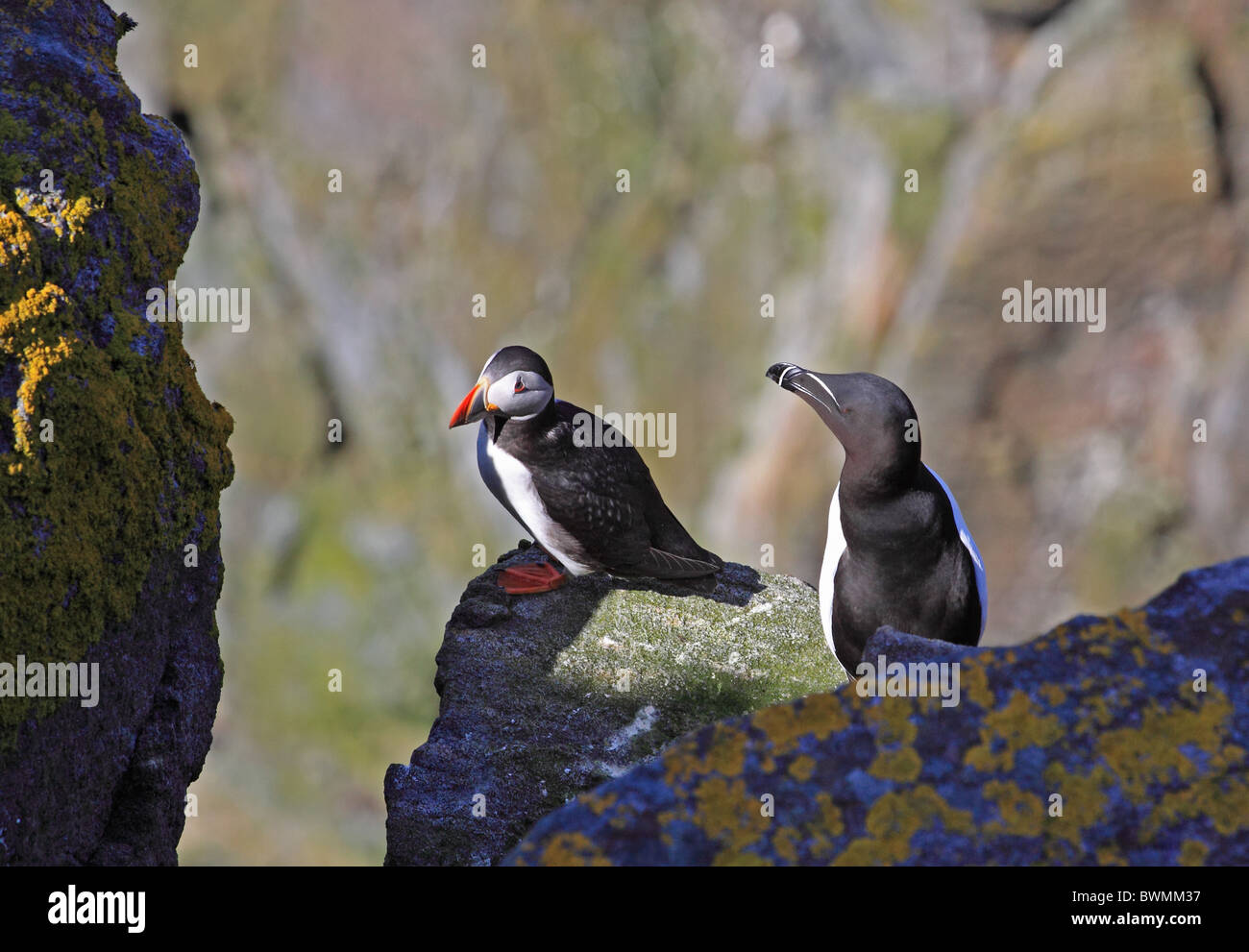 Puffin and Guilliemot on cliff Stock Photo