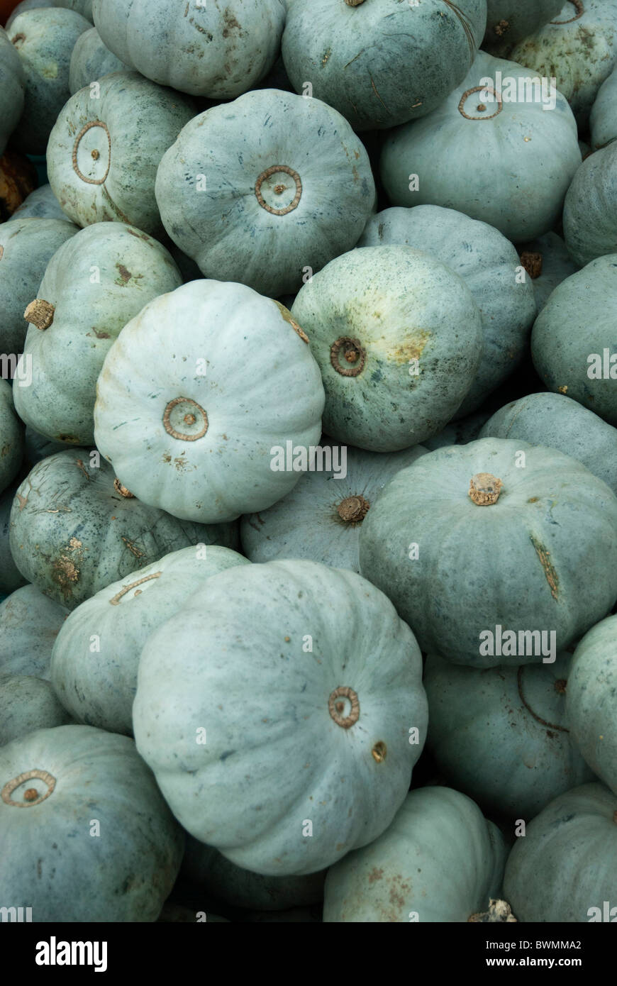 Crown Prince squashes in a pile at the pumpkin festival in Slindon West Sussex Stock Photo