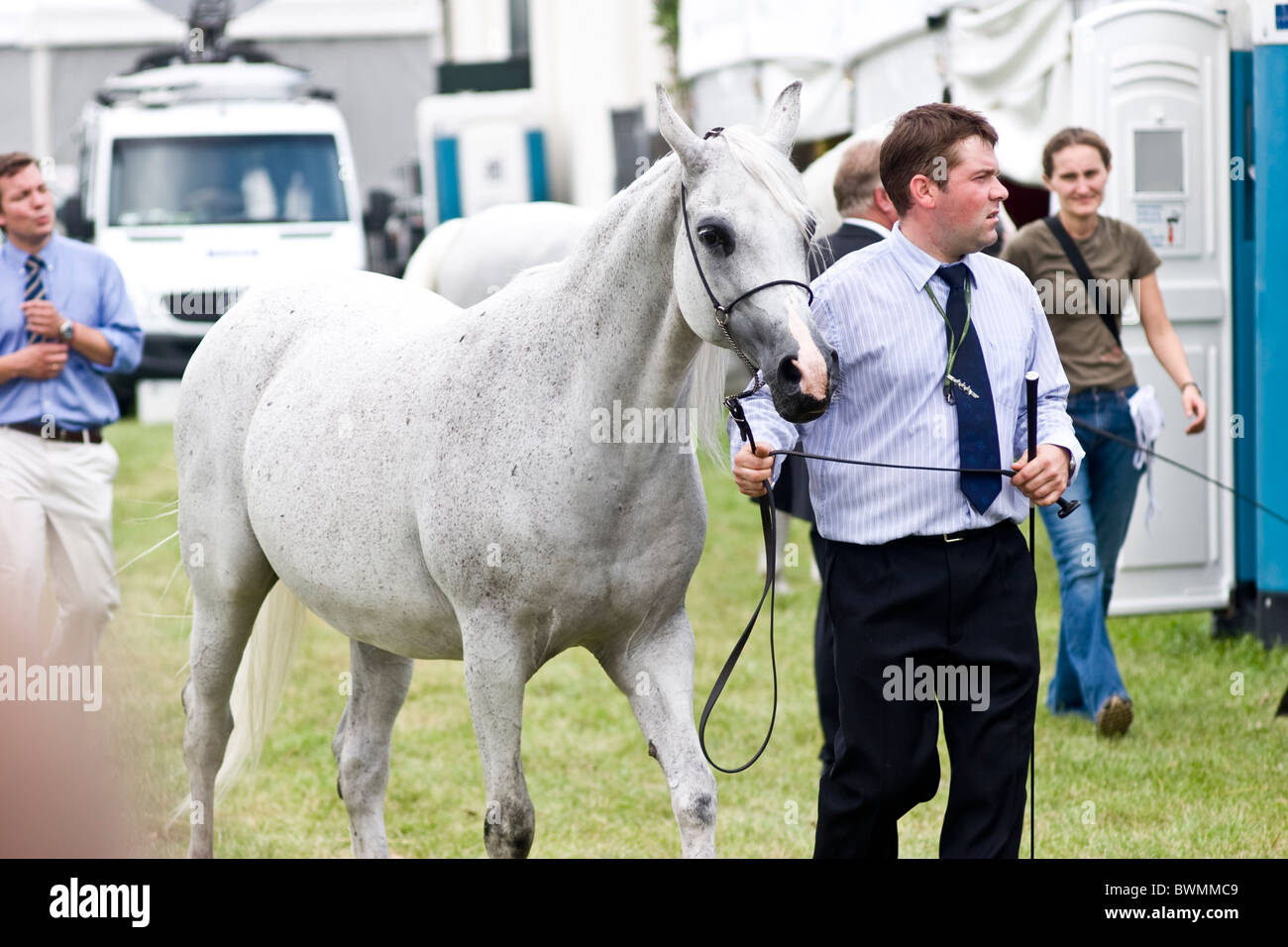 Portrait of gray Arabian horse champion- show Janow Podlaski August 2010 POLAND Stock Photo