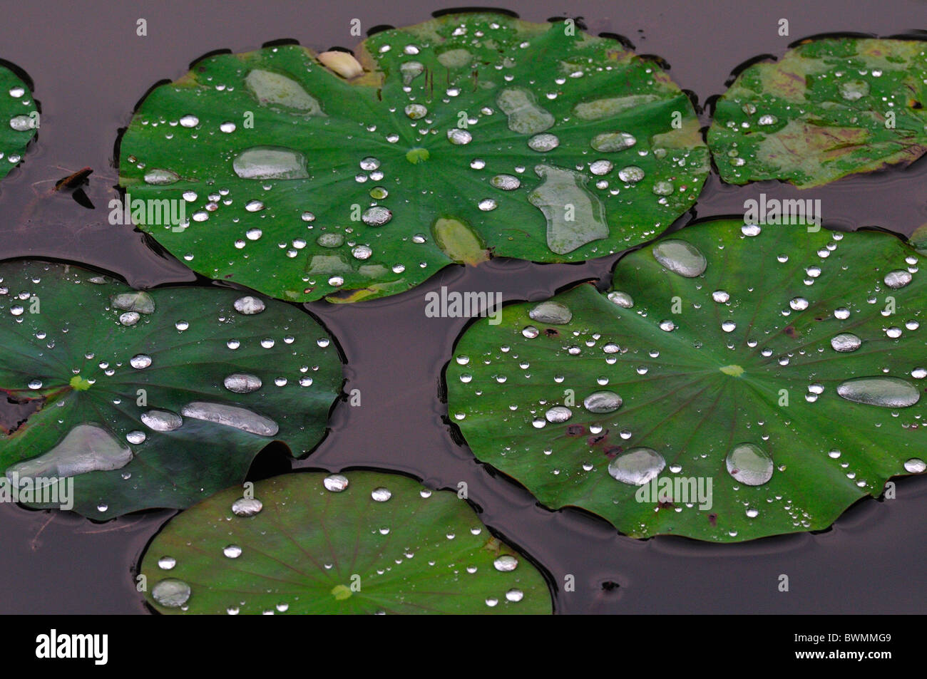 Asia roberto nistri horizontal aquatic plant plants hi-res stock ...