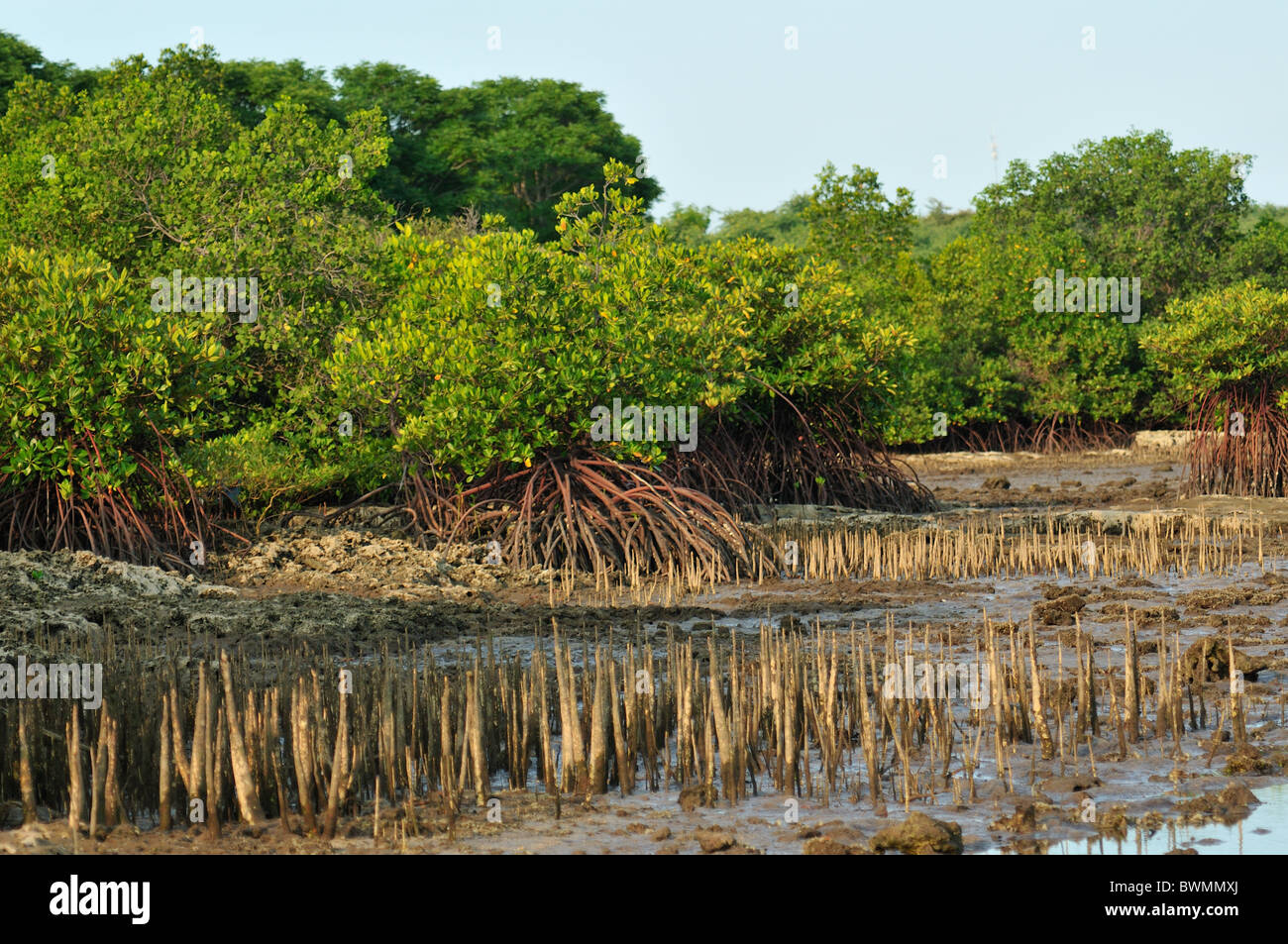 Avicennia sp., red mangrove, Bali National Park, Gilimanuk, Indonesia, Asia Stock Photo