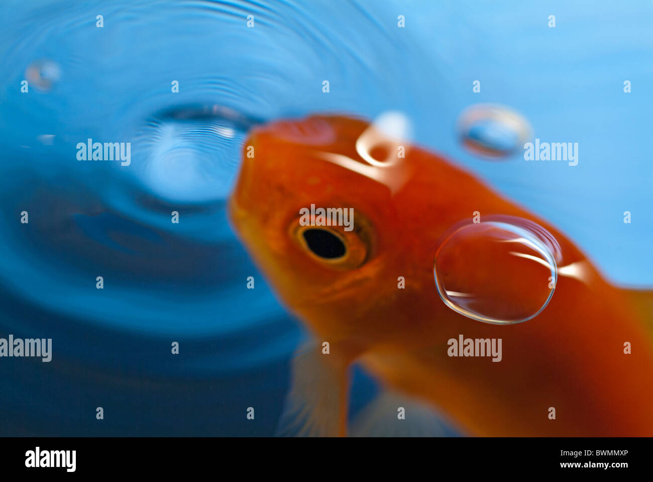 Goldfish opening its mouth to catch its food. Stock Photo