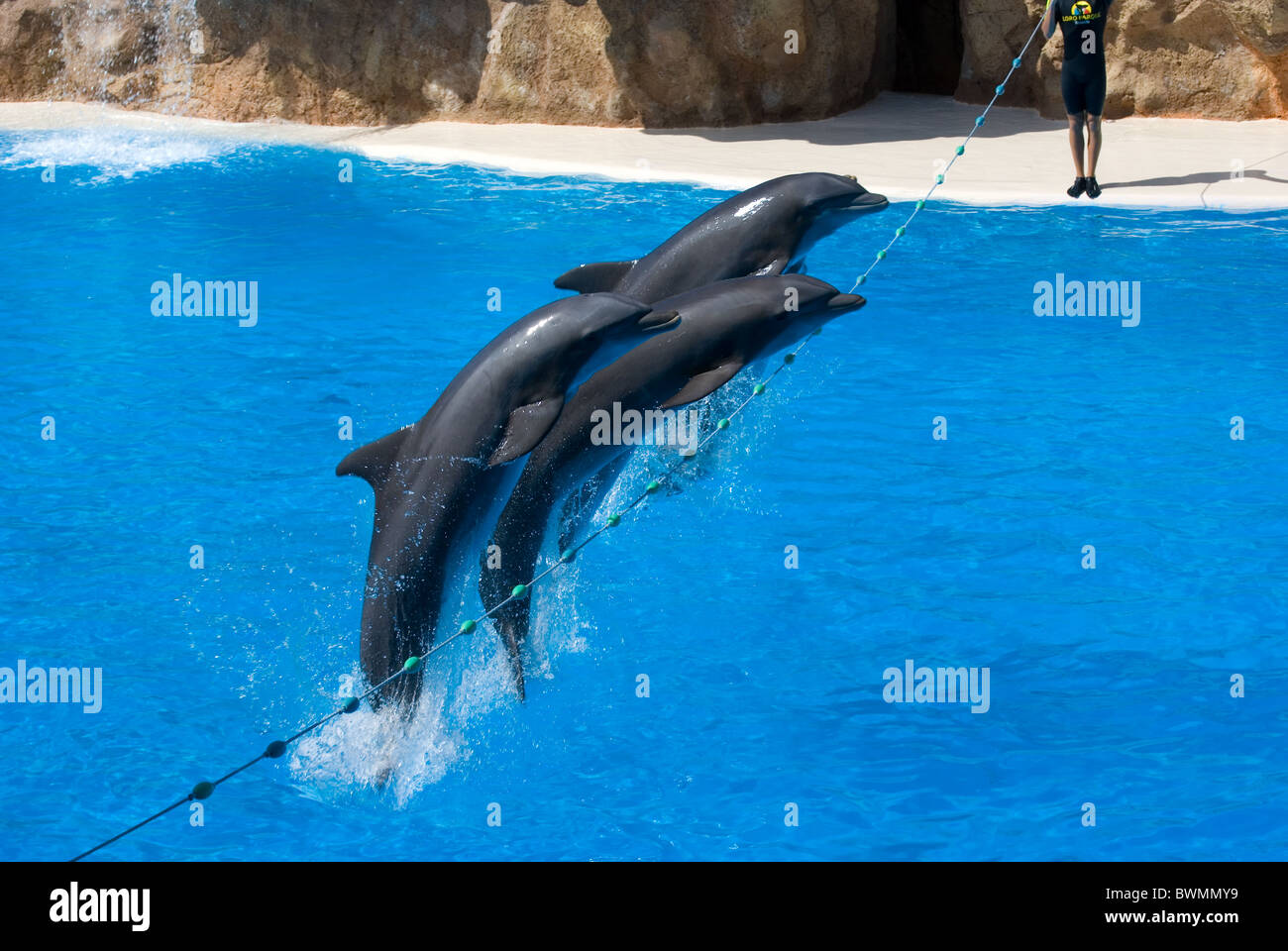 Jumping dolphins Stock Photo