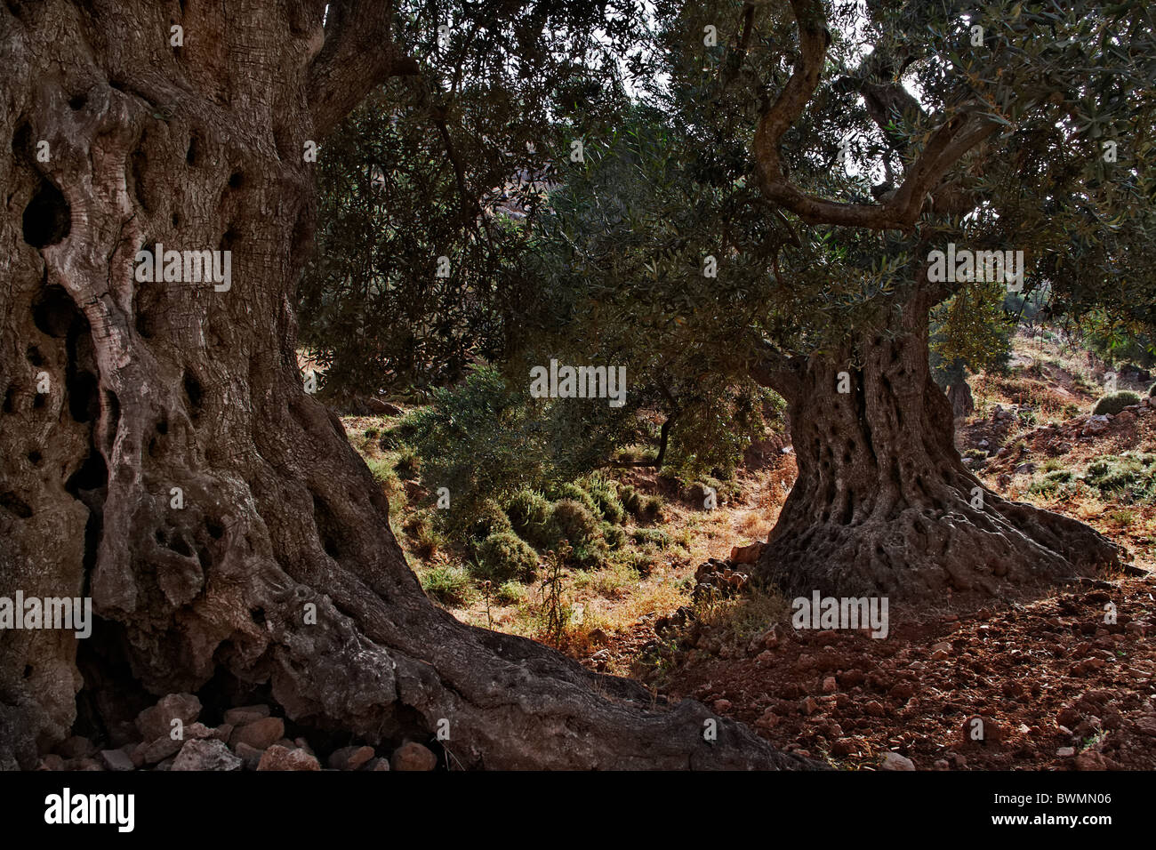 Olive tree, Stock Photo