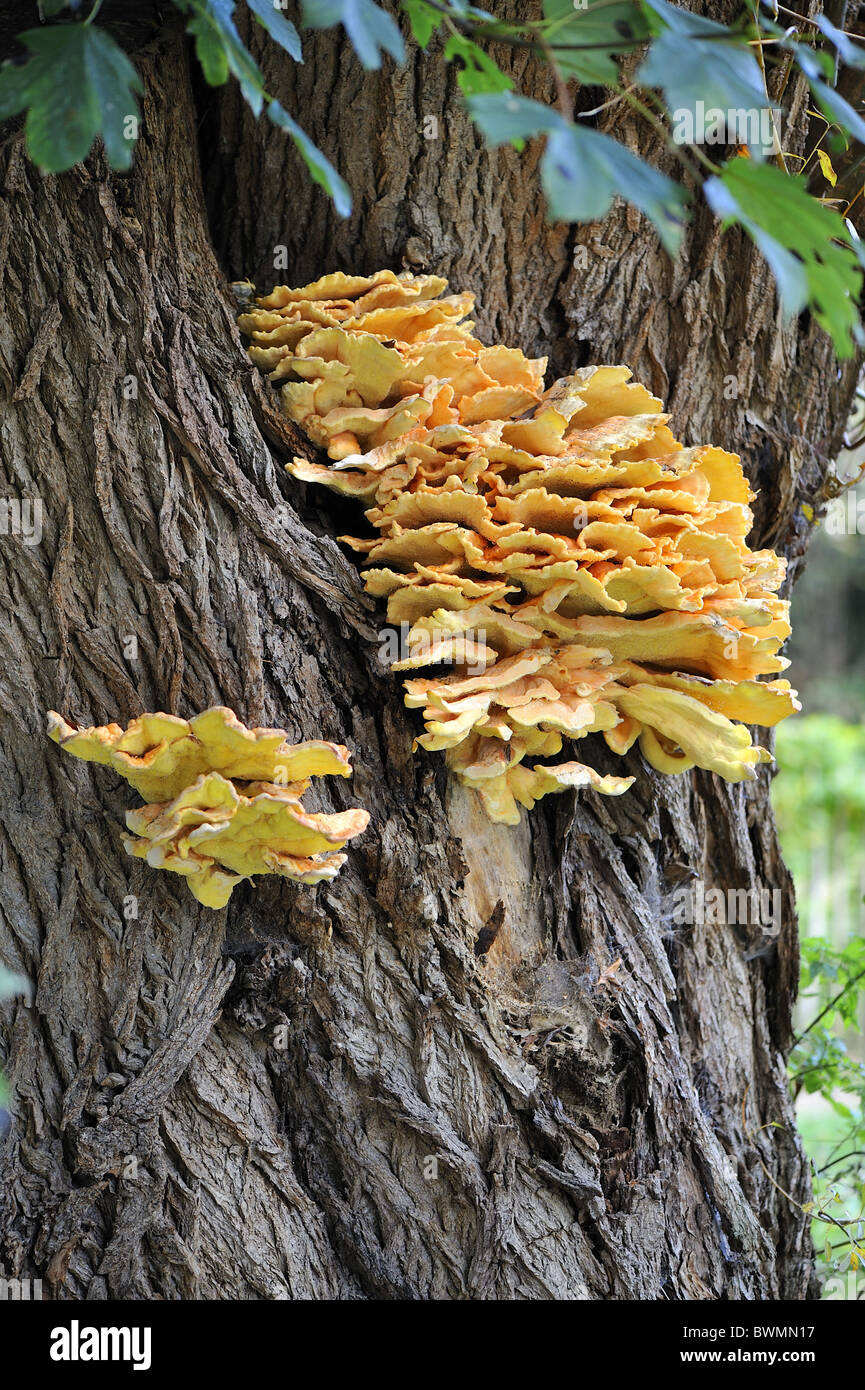 Sulphur shelf Sulphur polypore Chicken mushroom (Laetiporus