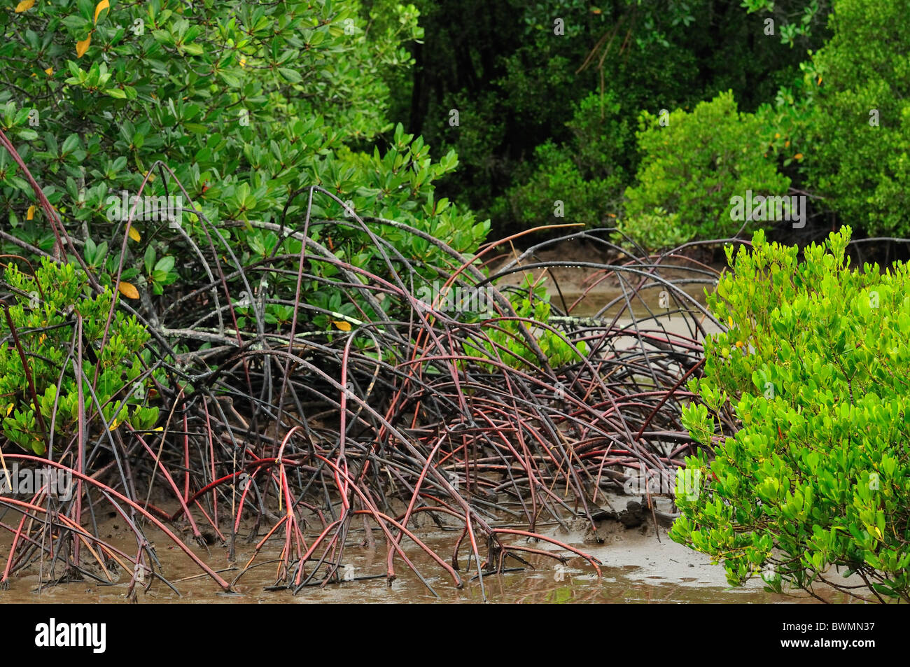 Avicennia sp., red mangrove, Bali National Park, Gilimanuk, Indonesia, Asia Stock Photo