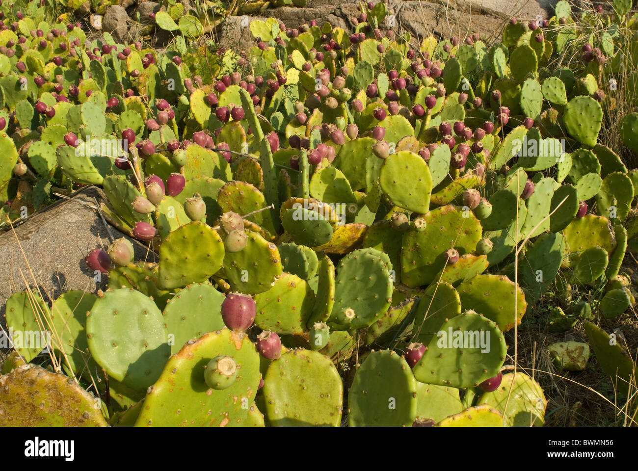 Opuntia ficus-indica (Indian fig opuntia or barbary fig) is a species of cactus Cactaceae Stock Photo