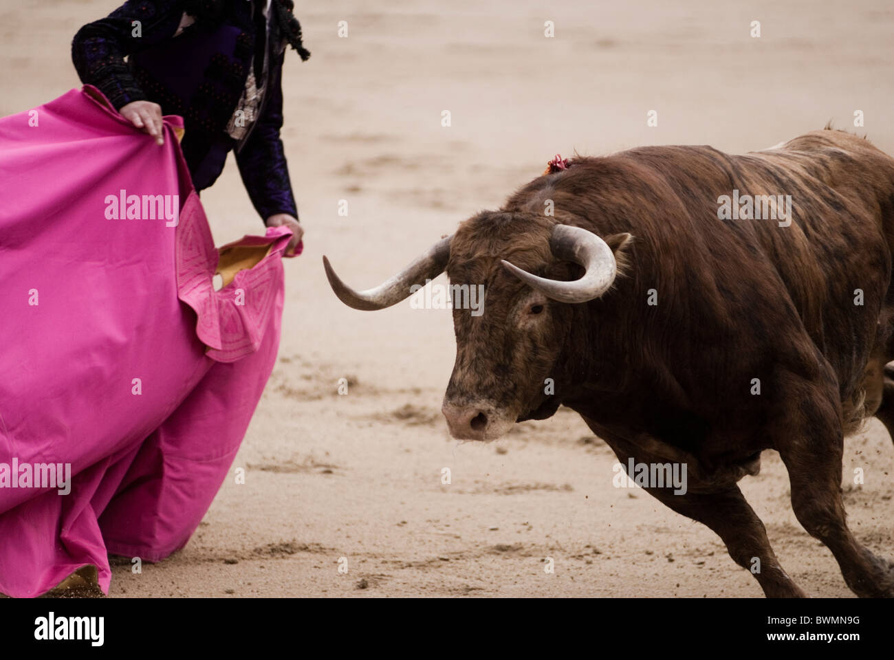 Bullfight in Las Ventas bullring. Madrid . Spain Stock Photo