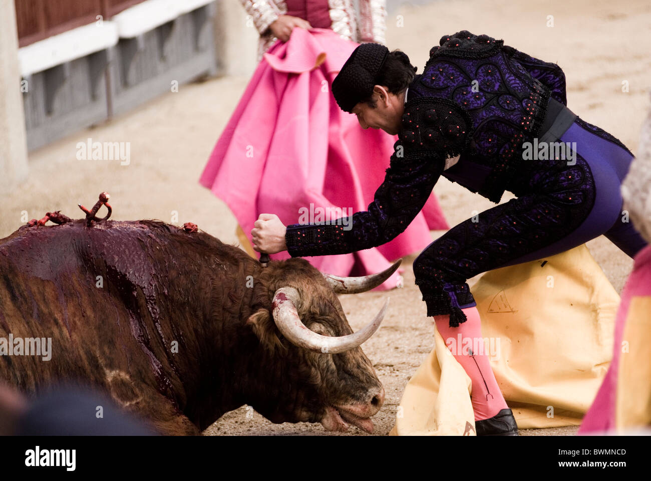 Bullfight in Las Ventas bullring. Madrid . Spain . Puyero killing the bull. Stock Photo