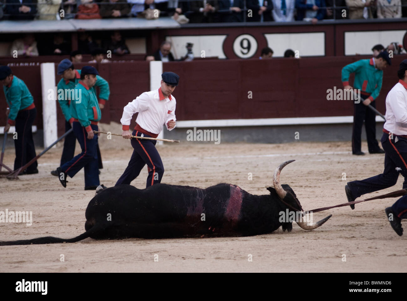 Bullfight in Las Ventas bullring. Madrid . Spain . Dead bull Stock