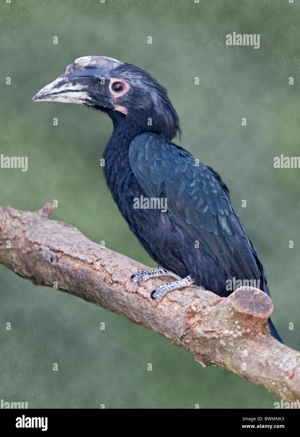 Black Hornbill (anthracoceros malayanus) Stock Photo