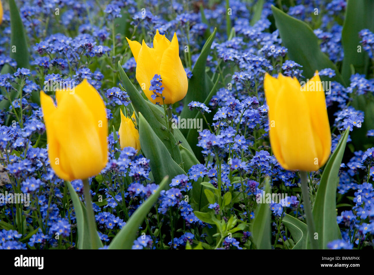 Bed of and three yellow tulips Stock Photo Alamy