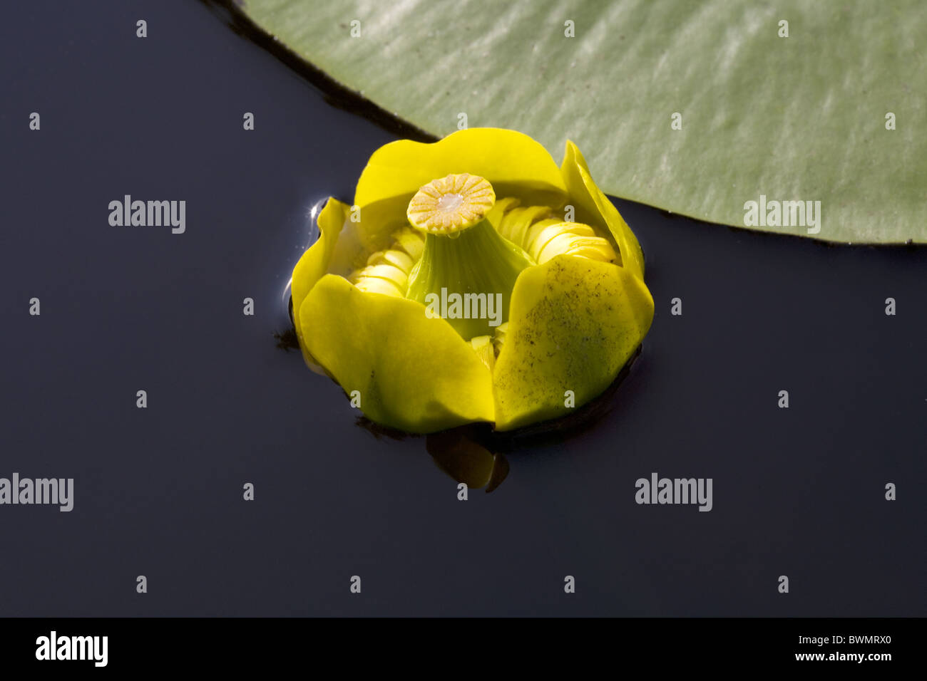 Flower and leave of a Yellow waterlily (Nuphar luteum), Alblasserdam, South-Holland, Netherlands Stock Photo