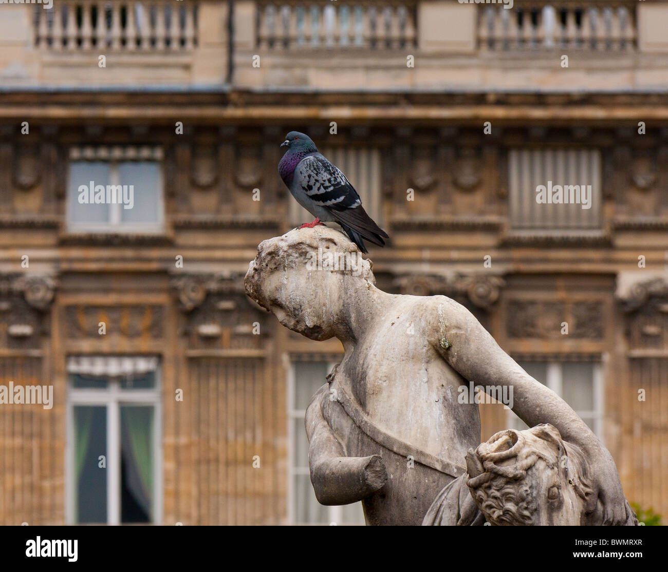 Pigeon on statue in Jardin du Palais Royal, Paris, France Stock Photo
