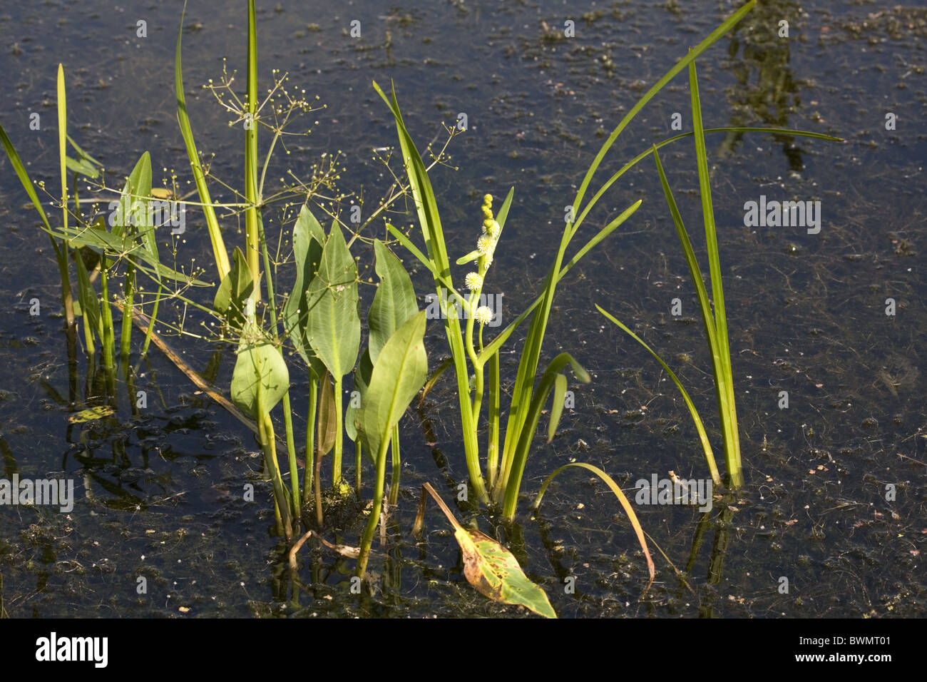 Ditch with three species of water plants, Bleskensgraaf, South-Holland, Netherlands Stock Photo