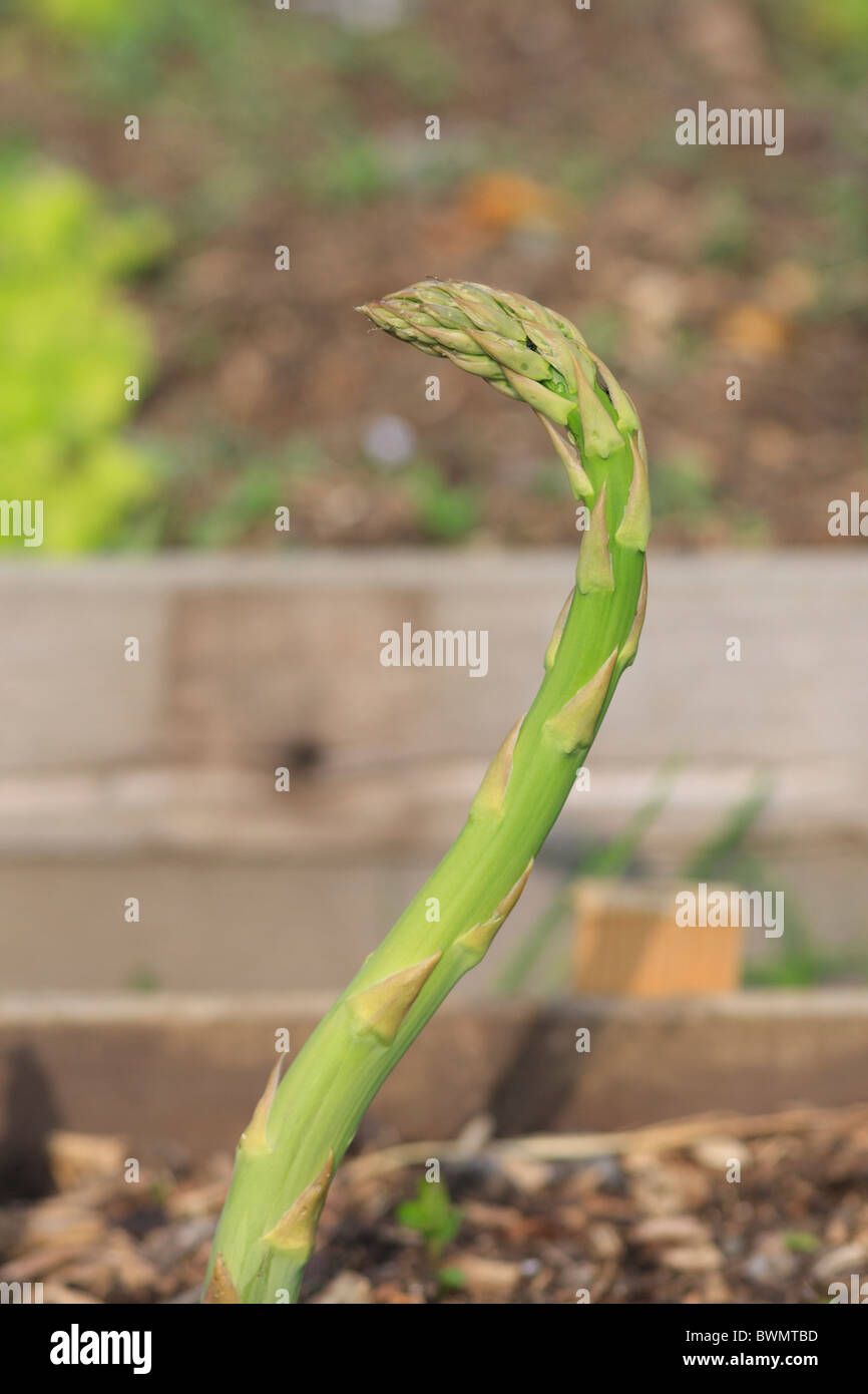 Bent asparagus probably caused by damage to emerging spear. Asparagus