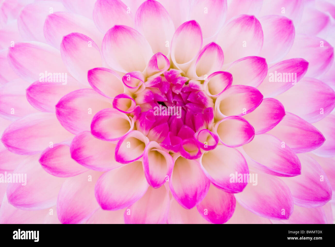 Dahlia Close High Resolution Stock Photography and Images - Alamy
