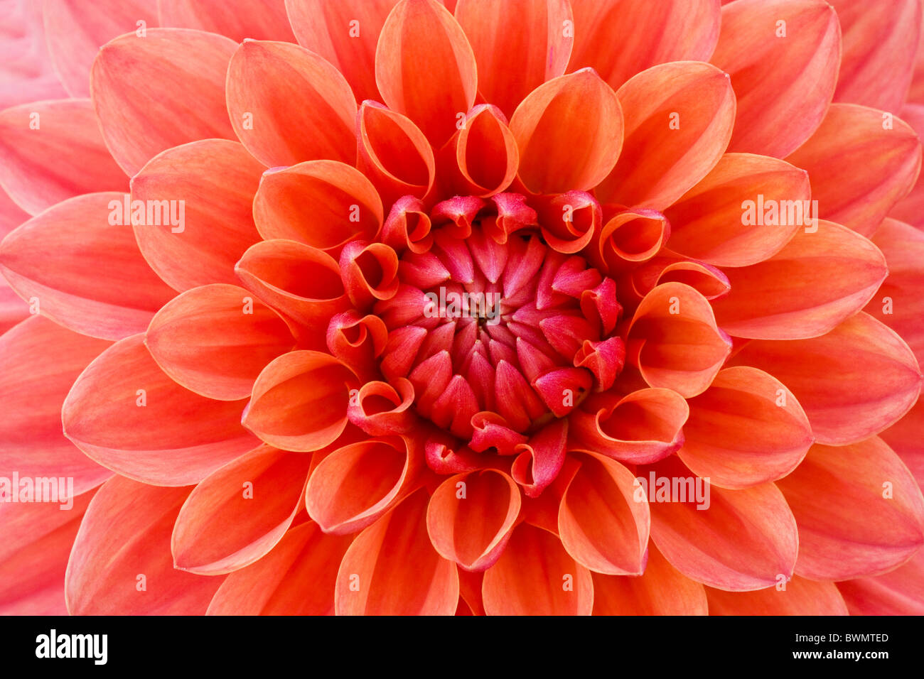 Dahlia close hi-res stock photography and images - Alamy
