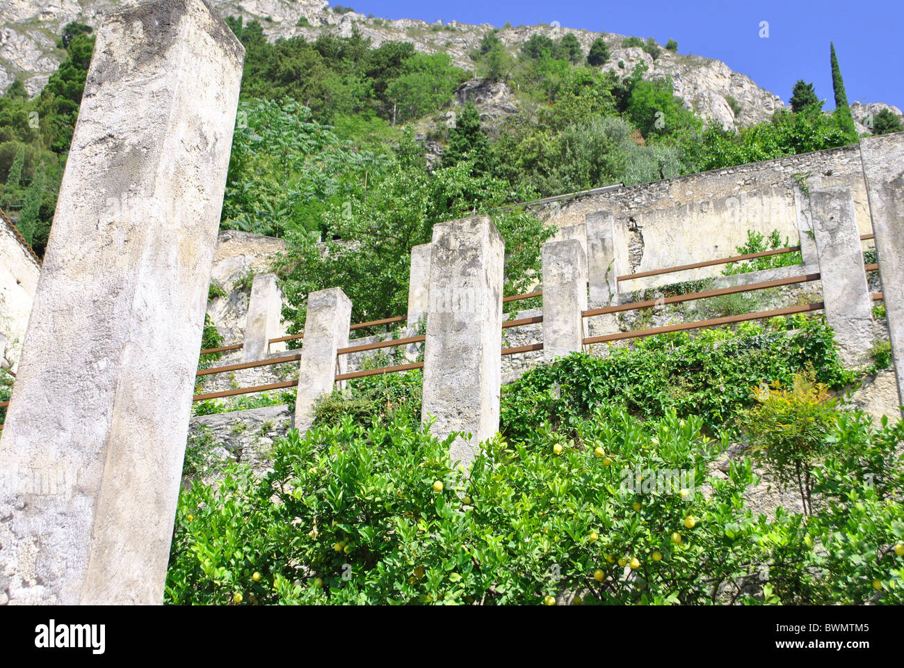lemon trees for the production of lemons and oranges Stock Photo Alamy