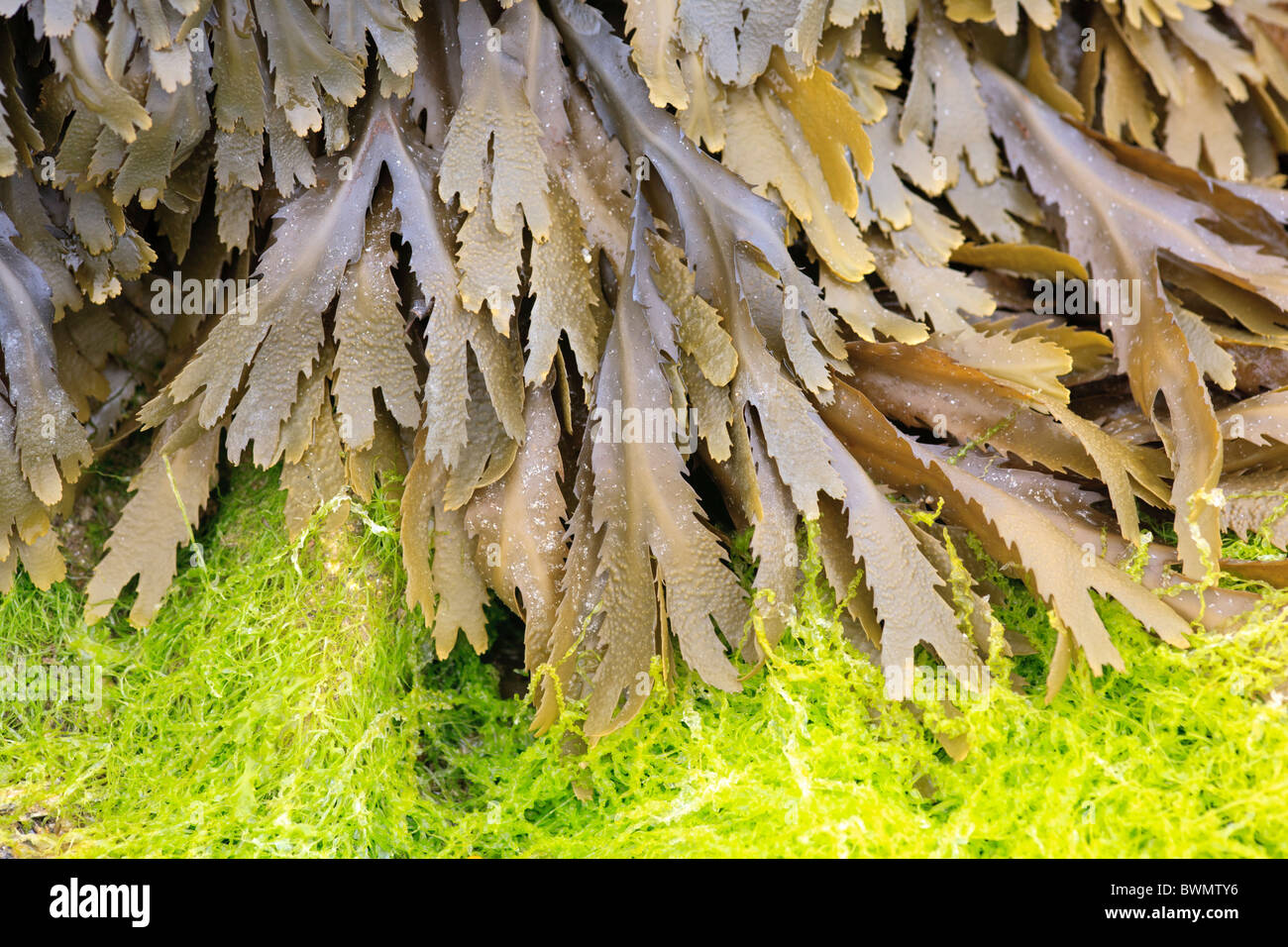 Toothed wrack seaweed Fucus serratus Stock Photo
