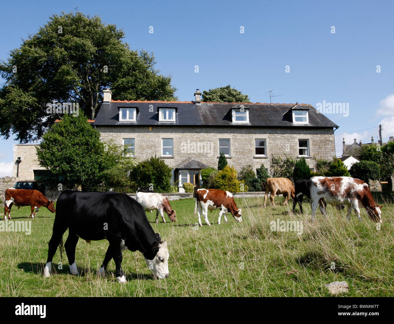 Cows grazing in front of a house on Rodborough Common in The Cotswolds Stock Photo