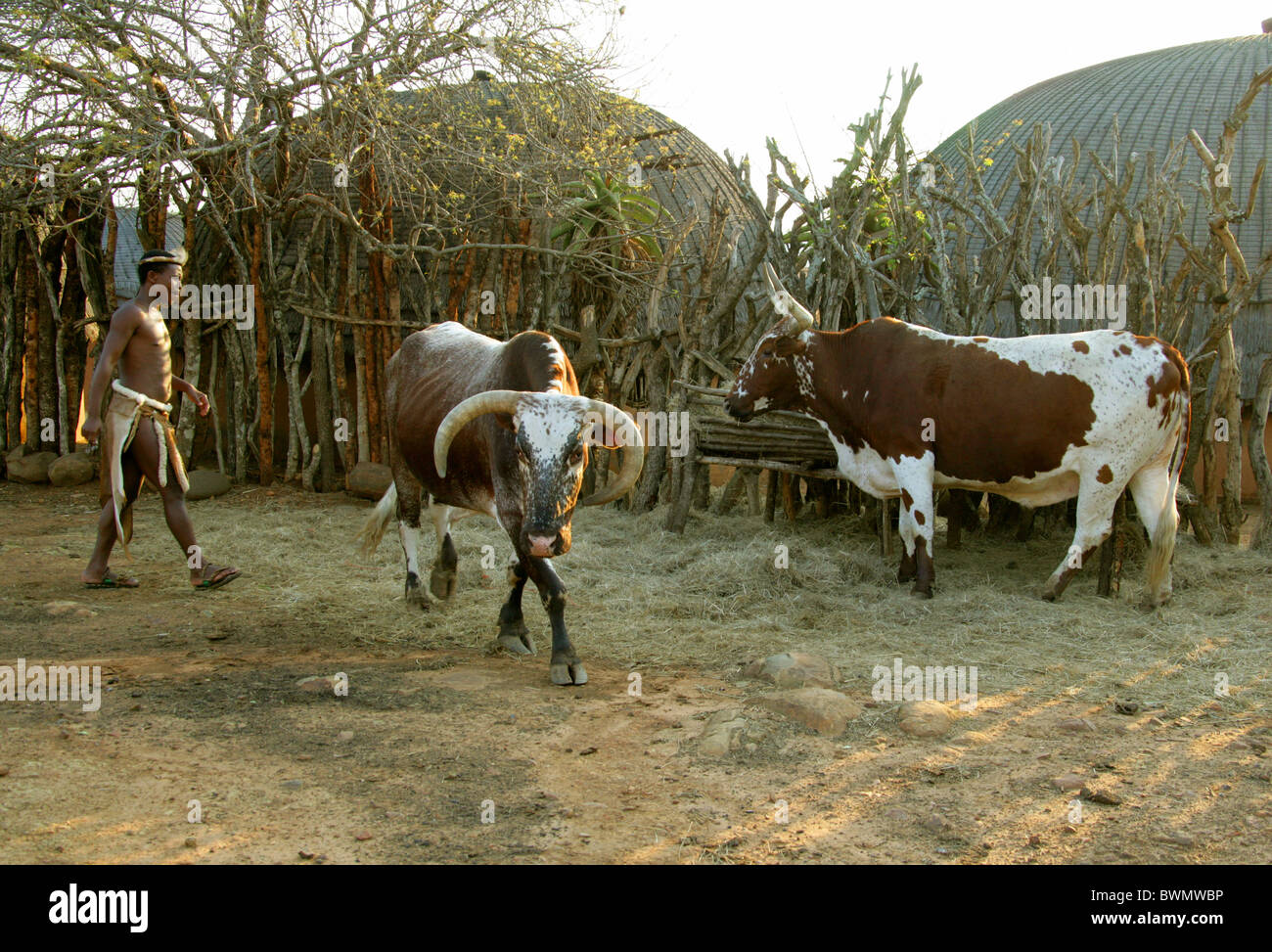 Zulu Man and Nguni Cattle, Shakaland Zulu Village, Nkwalini Valley