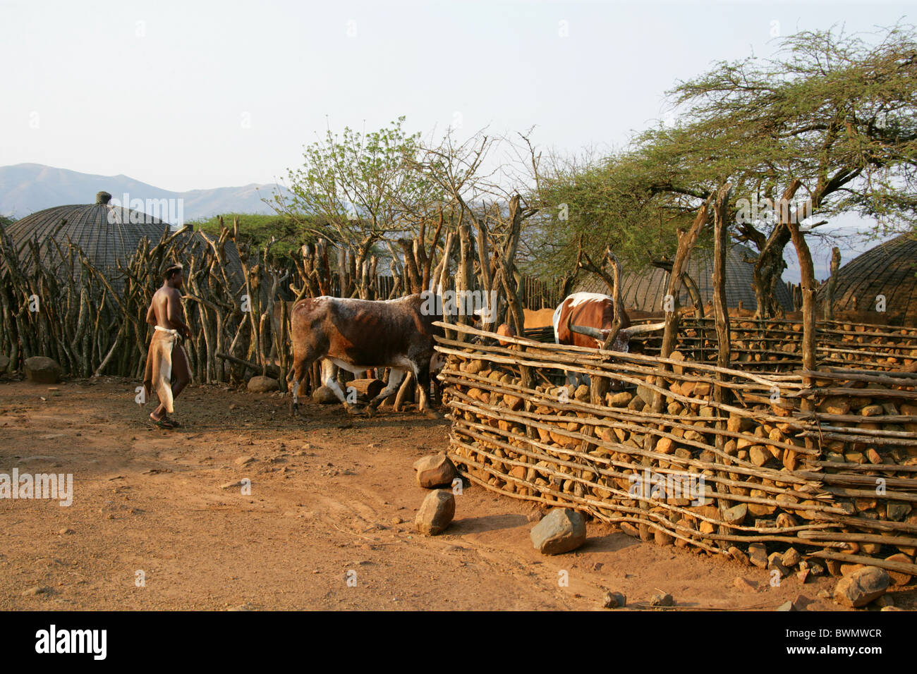 Nguni Cattle in a Kraal, Shakaland Zulu Village, Nkwalini Valley, Kwazulu Natal, South Africa. Stock Photo