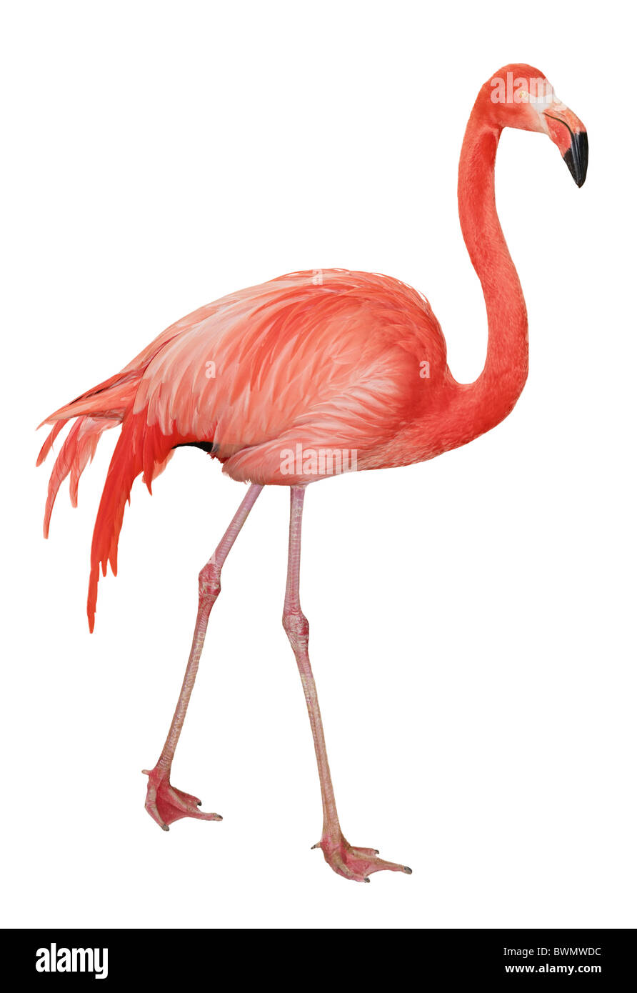American or Caribbean Flamingo isolated on white background Stock Photo