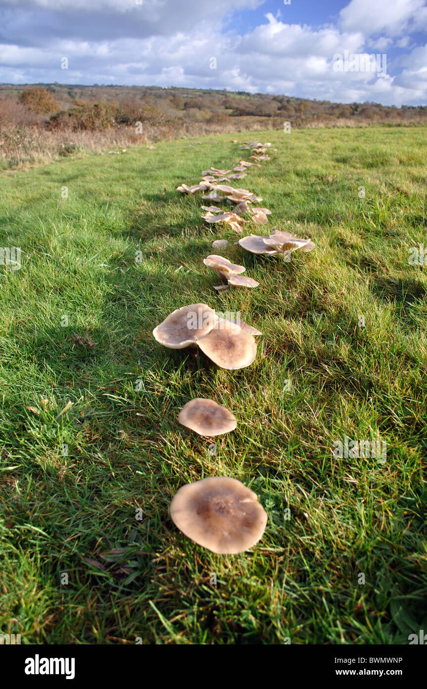 Fairy Ring Fungus High Resolution Stock Photography and Images Alamy