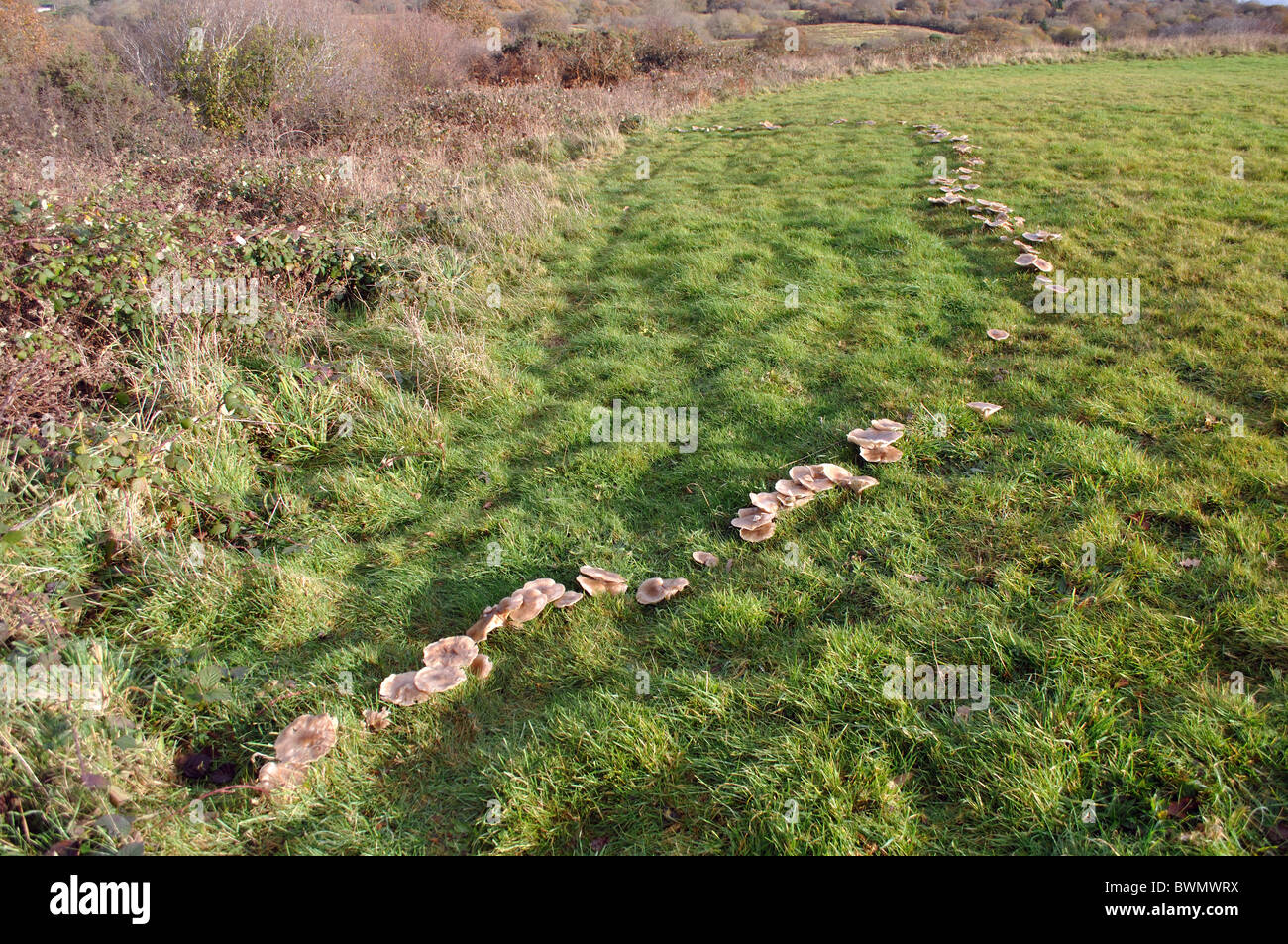 Fungi fungus, clitocybe geotropa, forming fairy ring in field Stock Photo Alamy
