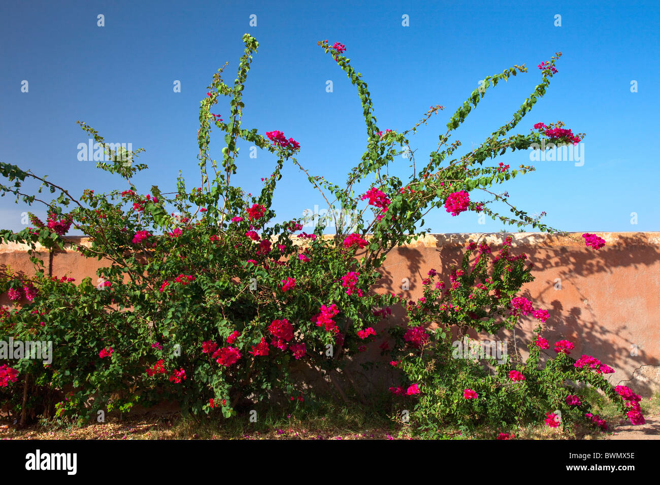 Maroc, fleur du désert, Fleur dans le désert - photo envoyé…