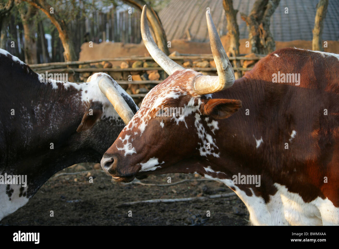 Nguni Cattle in a Kraal, Shakaland Zulu Village, Nkwalini Valley, Kwazulu Natal, South Africa. Stock Photo