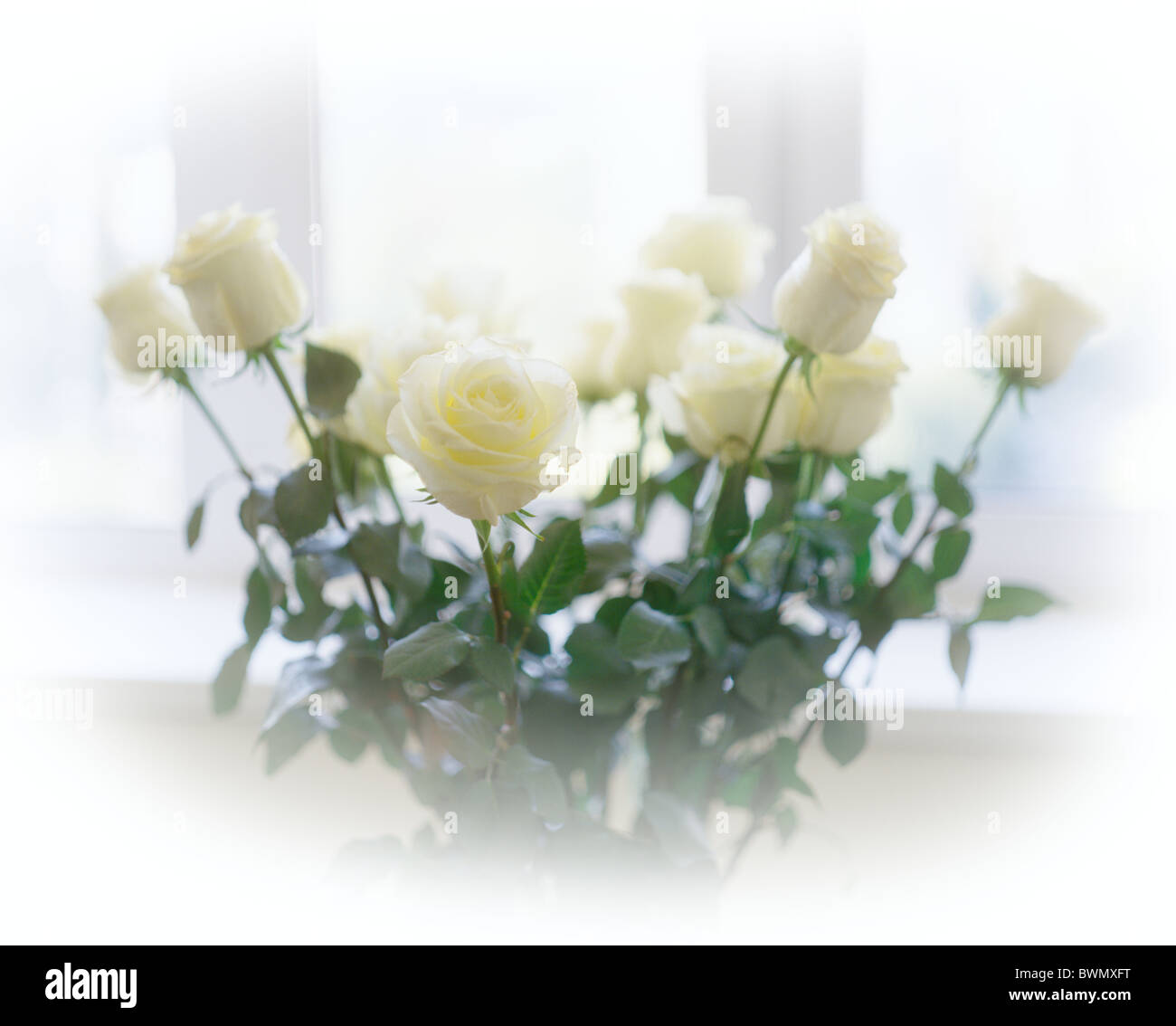 White roses hi-res stock photography and images - Alamy