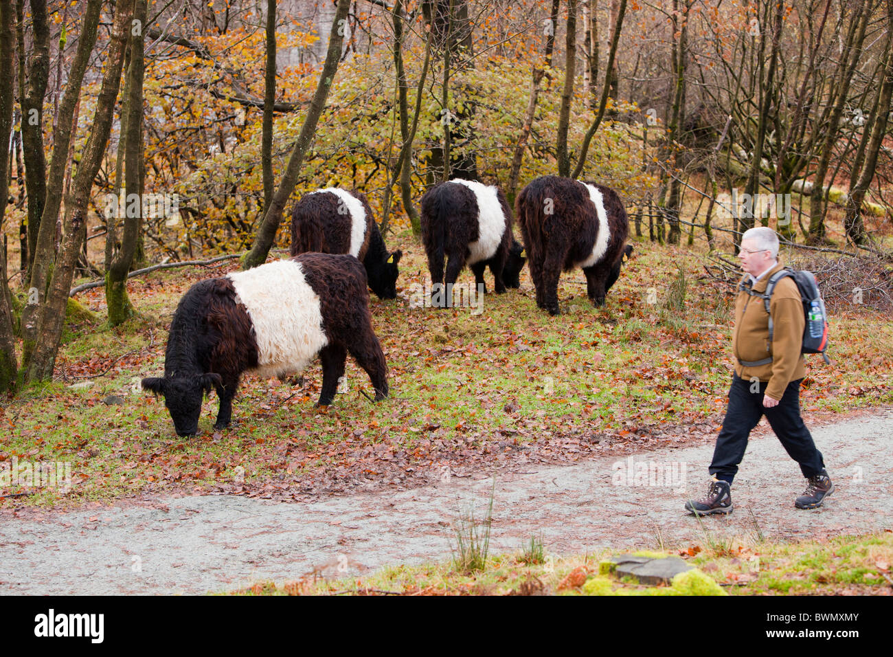 Belted Galloway cows being used for conservation grazing at Tarn Hows, Lake District, UK. Stock Photo