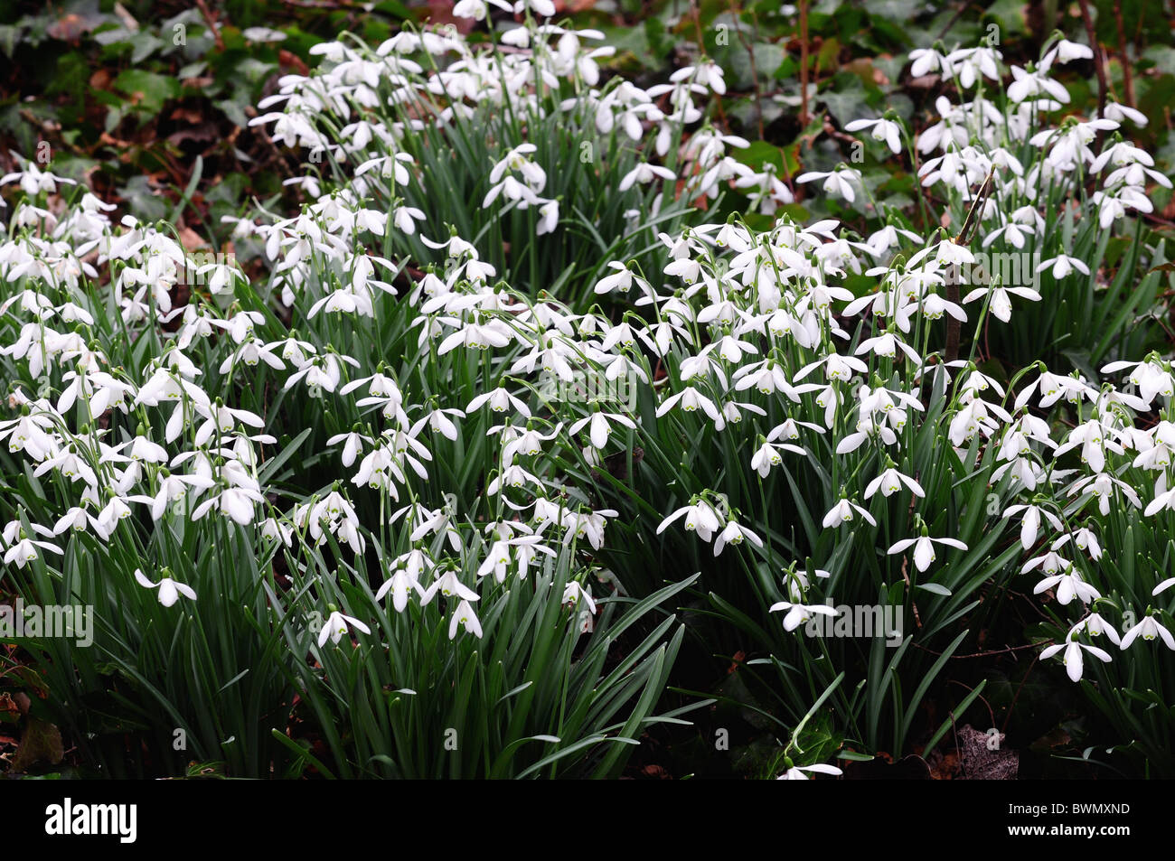 Snowdrops Stock Photo