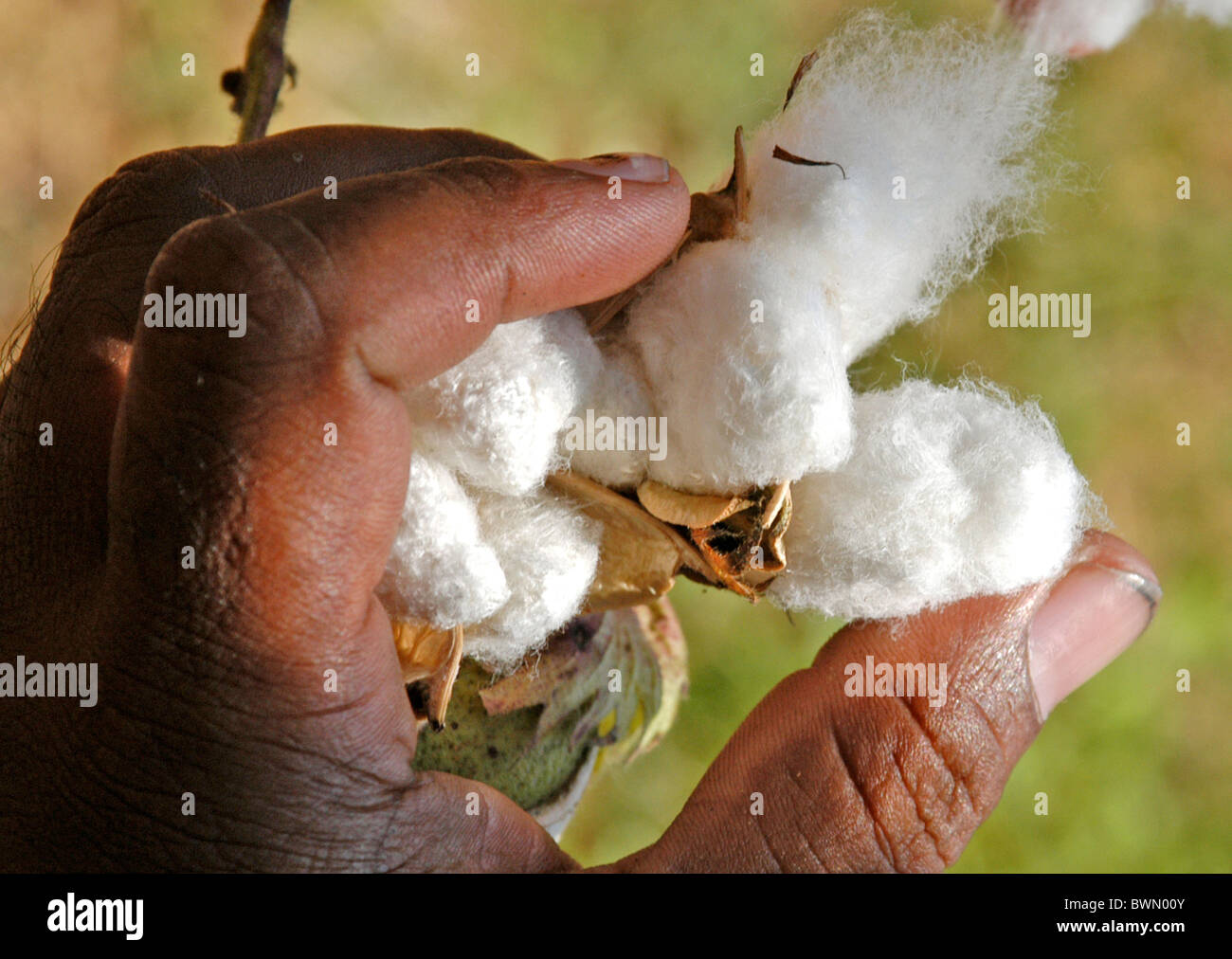 Cotton plant india hi-res stock photography and images - Alamy