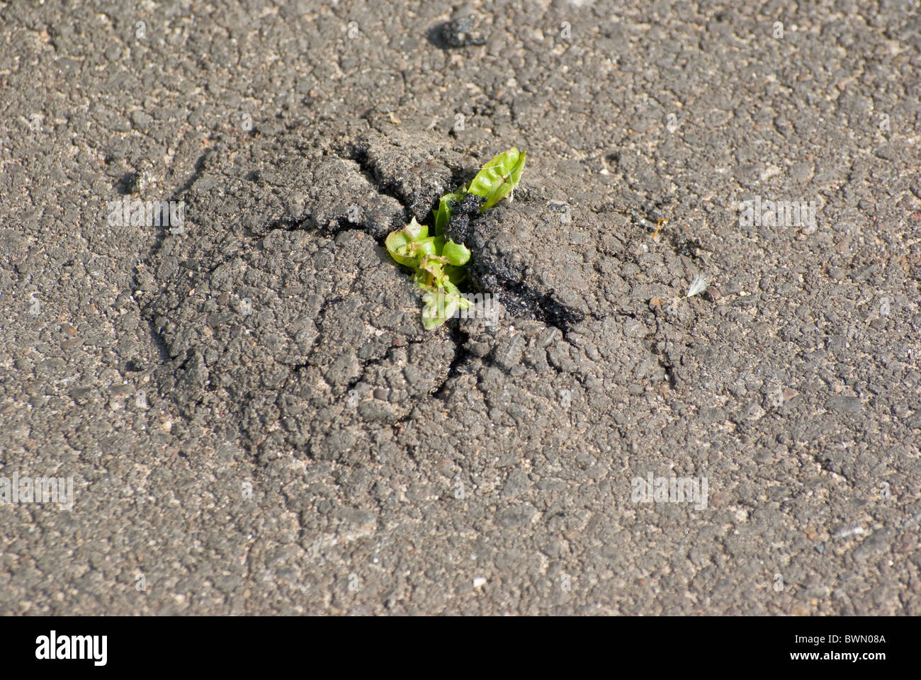 Dandelion forcing its way through tarmac Stock Photo
