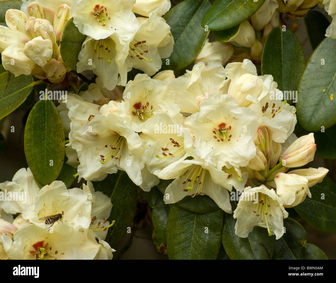 Rhododendron 'Unique' Stock Photo