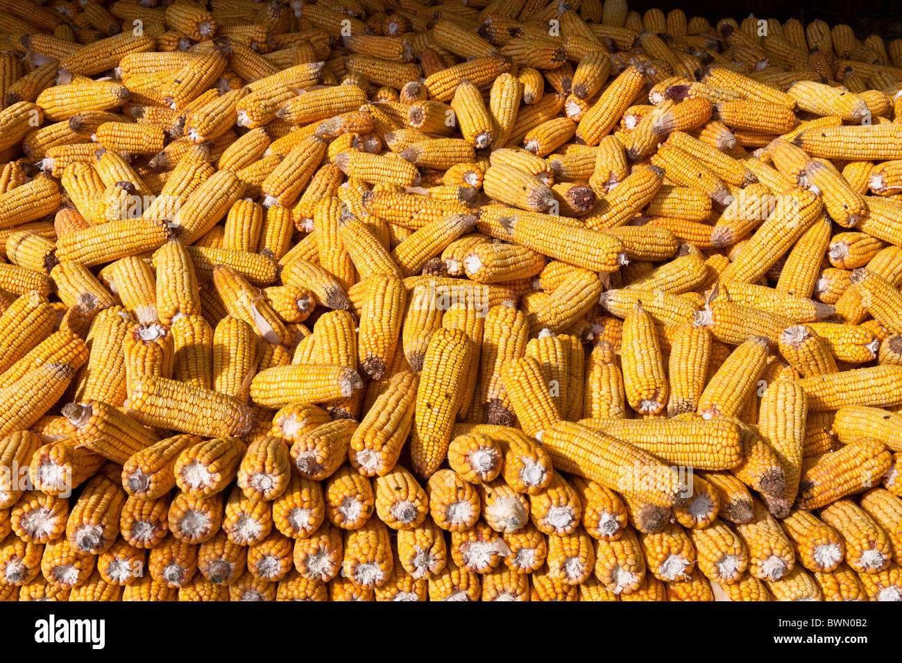 Agriculture china chinese drying hires stock photography and images