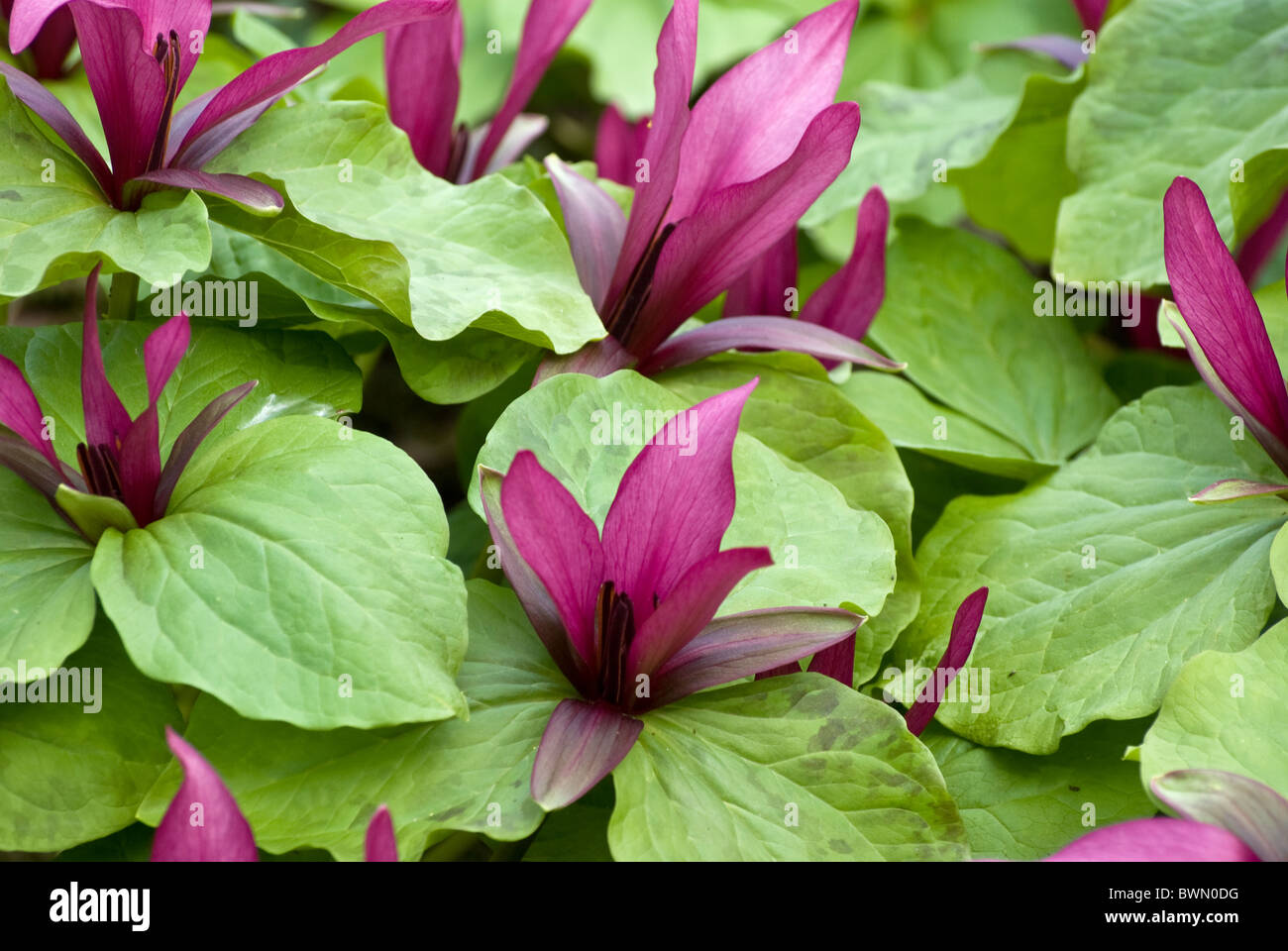 Trillium Chloropetalum variety giganteum Stock Photo