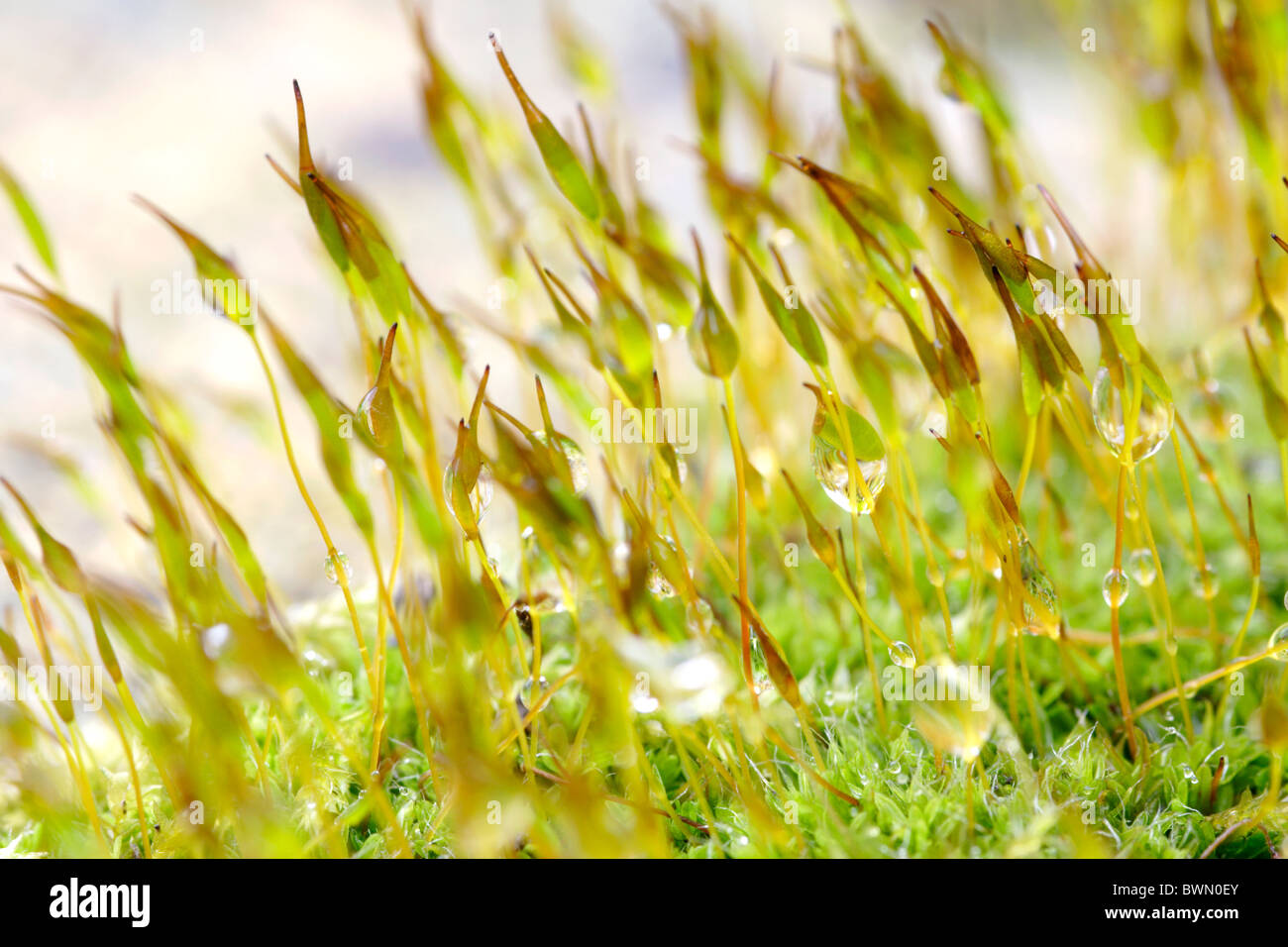 Wall screw moss (Tortula muralis) spores close up Stock Photo