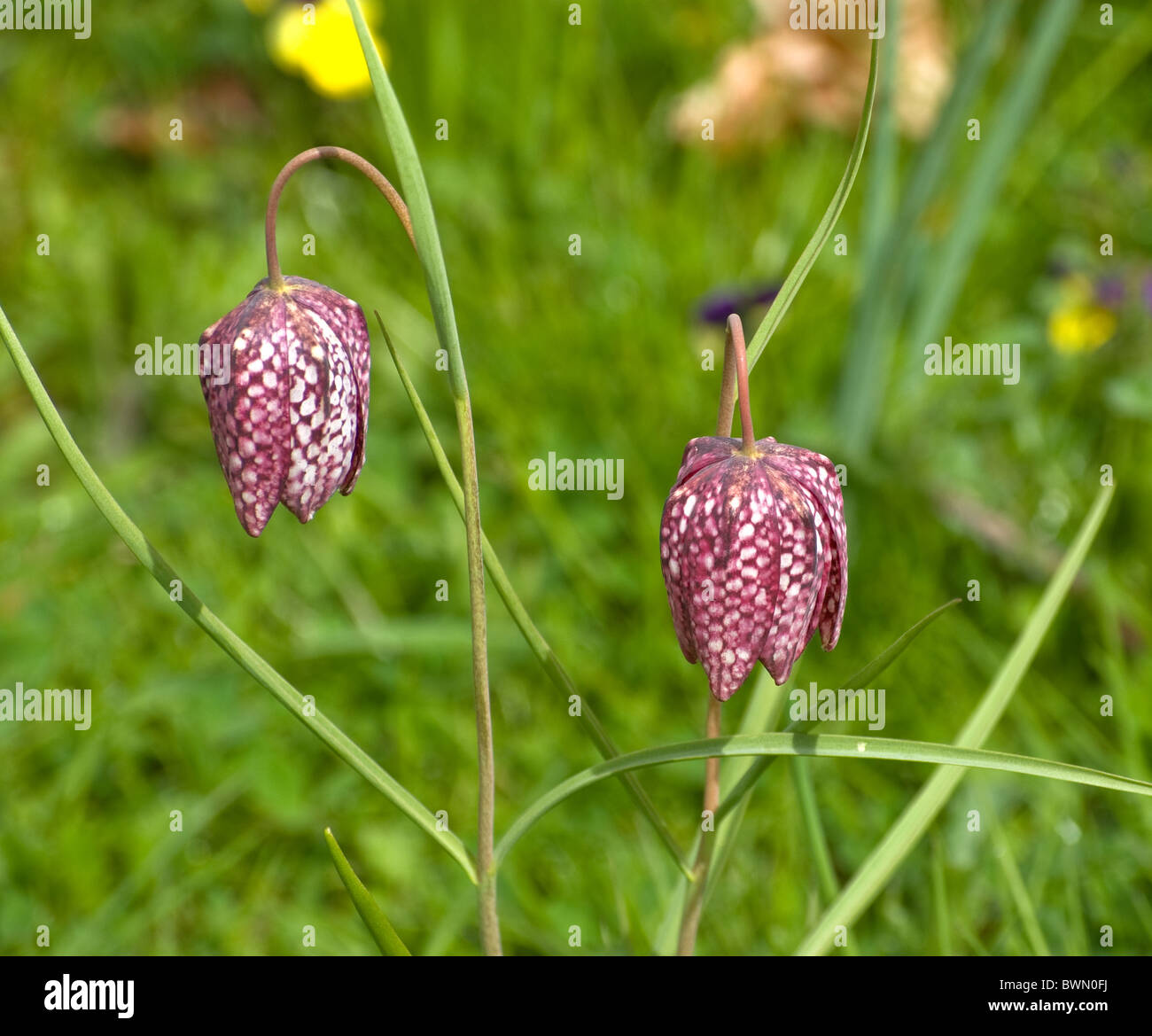 Snakes head fritillaria Stock Photo